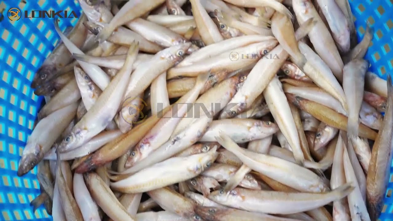 Fish Washing Line – Pre-shipment Testing (FAT)Customized for a German customer by Lonkia Machinery