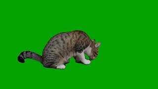 Cat green screen 🐈