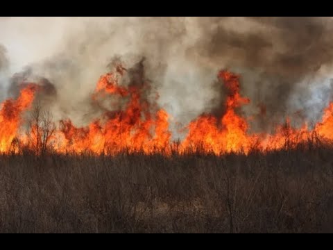 Волгореченск попал в огненное кольцо — видео с места напоминают фильм-катастрофу