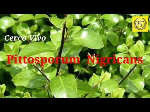 Video: Cuidado japonés de Pittosporum - Cómo cultivar arbustos de Pittosporum