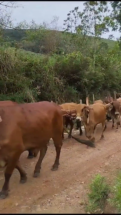 Rei da Montanha - Caçadores de demônios: Um conto de natal ✨ part.1 ( Não  consegui pensar num nome melhor ) O dia estava tomado por um grande  nevoeiro, Inosuke estava retornando