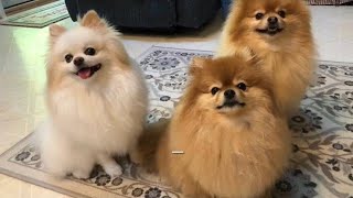 Pomeranian playtime: The funniest cute dog barks and runs fast