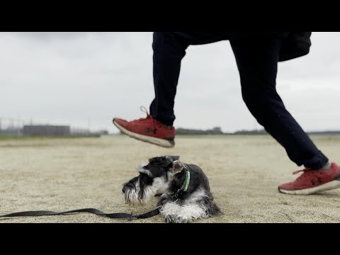 ジッとできない犬にはこれが効く‼【⑥ミニチュアシュナウザー犬/しつけ/訓練】