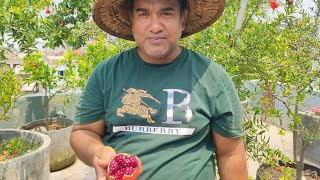 ভাগোয়া আনার/ডালিম, Bhagwa pomegranate.