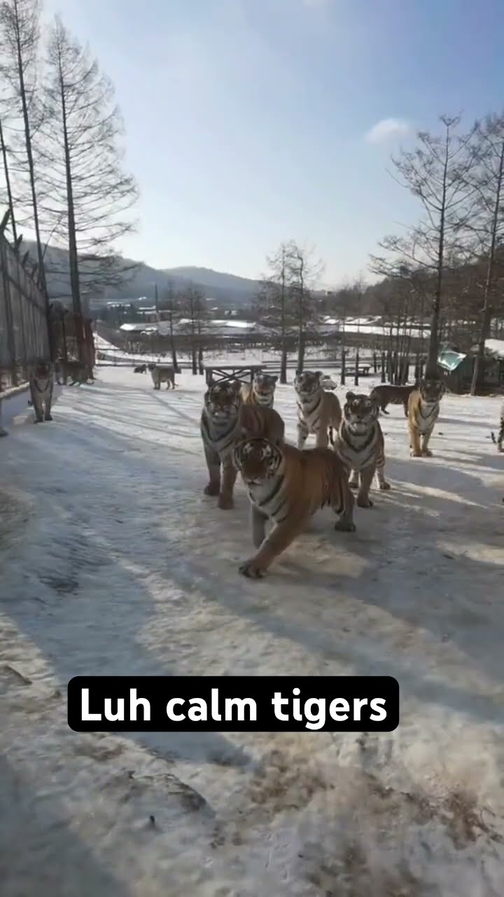 Luhh tigers just sitting sliding around in the Day to prvnci
