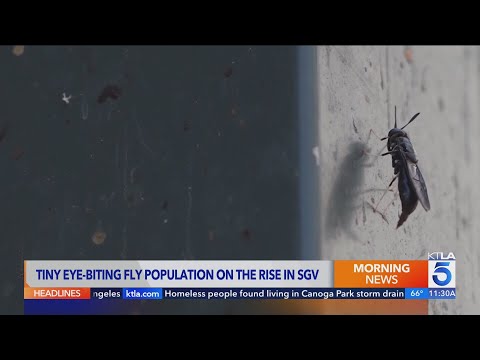 Tiny eye-biting fly population on the rise in the San Gabriel Valley