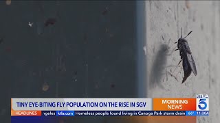 Tiny eye-biting fly population on the rise in the San Gabriel Valley