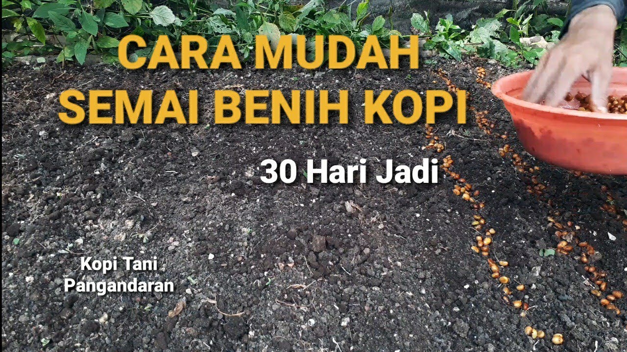 Cara Mudah Menyemai Benih Kopi Robusta, 30 Hari Langsung Tumbuh!