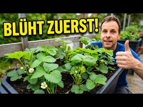 Senga Sengana gewinnt den Frigo-Vergleich: Darum startet sie schneller