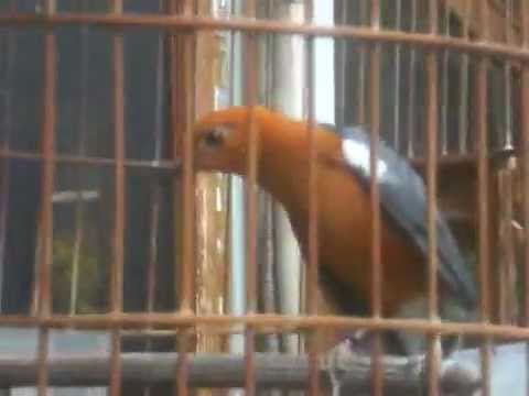 Video Anis Merah Teler