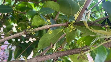 Mận Đào Đá ở thới long ôn môn Tp cần thơ sau 2 lần kích như thế nào? 1/8/2022. 33