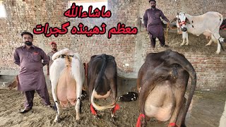 معظم ڈھینڈہ گجرات کی 6 خوبصورت سجر گائے برائےفروخت29  اپریل 2024 HajiArfazChannel