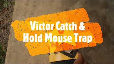Victor Catch & Hold Humane Mouse Trap