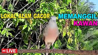 suara burung Perkutut Lokal Gacor paling manjur buat masteran