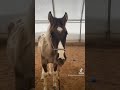 Gambits Log: Bridge Work Part 2 #mbspaints #horse #meadowbrookstables #equestrian #equines #foal