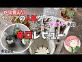 236【多肉植物】セリア噂のアイテムをやっと買えた！辛口レビュー