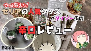 236【多肉植物】セリア噂のアイテムをやっと買えた！辛口レビュー