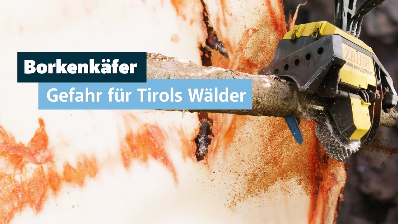Der Borkenkäfer: Eine Gefahr für Tirols Wälder