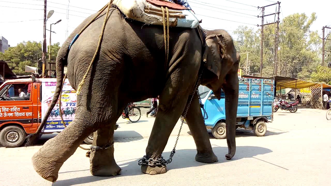 An elephant dance YouTube