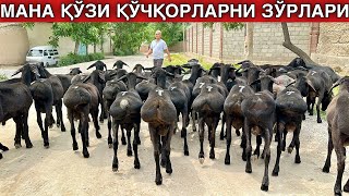 Қўзи Қўчқорларни Зўрларидан Келди.Шошилинг!