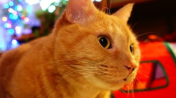 Our cats try "Smokey