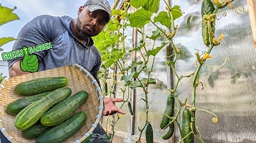 Growing Cucumbers Vertically on a trellis |  Save Space & Increase Yields |