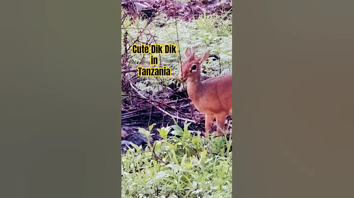 The dik-dik, a tiny antelope species, is known for its small size and adorable appearance. #safari