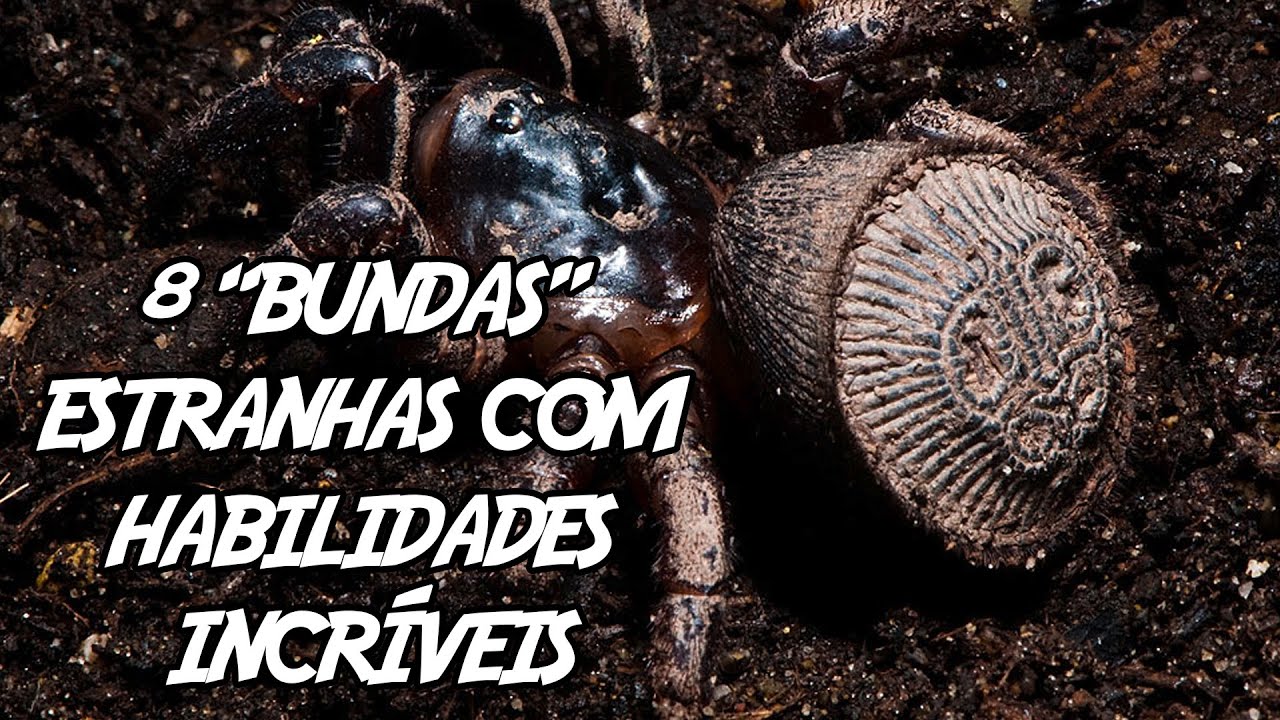 8 “Bundas” Estranhas com Habilidades Incríveis