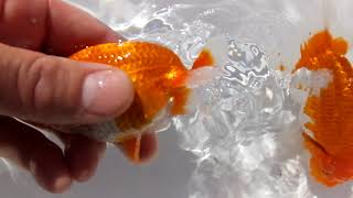 DSCF6142
