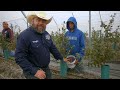 Blueberries H&A Farms Calidad Pisca