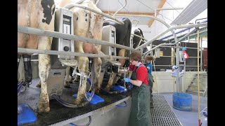 Im Stall bei den Milchkühen: Yvette erklärt das Melkkarussell