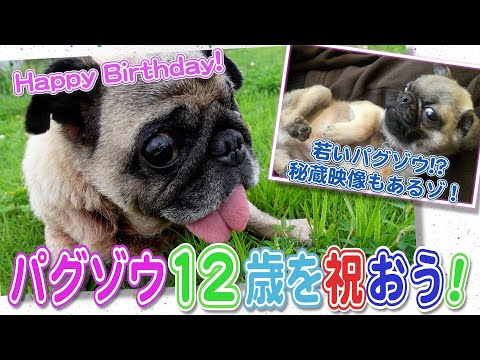 パグゾウ、１２歳のお誕生日を迎えました！