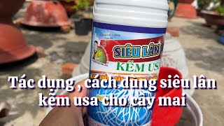 Tác dụng cách dùng và tưới thực tế siêu lân kẽm USA cho cây mai // 26-3 âm lịch