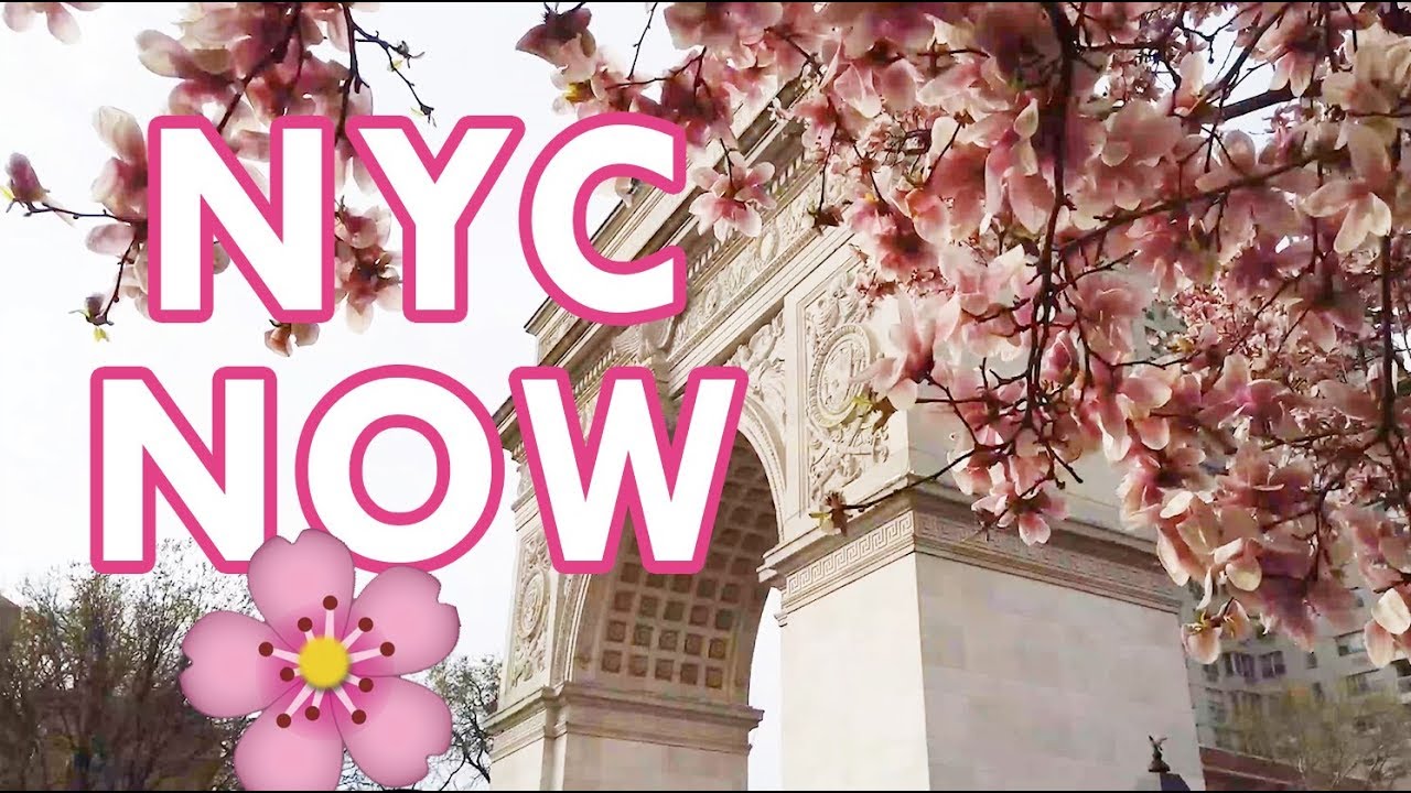 roosevelt island cherry blossom 2017 April NYC Guide: 11 Best Things To Do