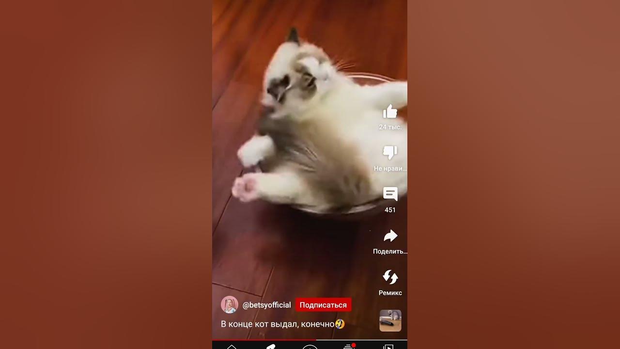 малинькие котики😸😸💗💗 - YouTube