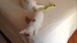 Tatlim Can Jump! (Turkish Van Baby)