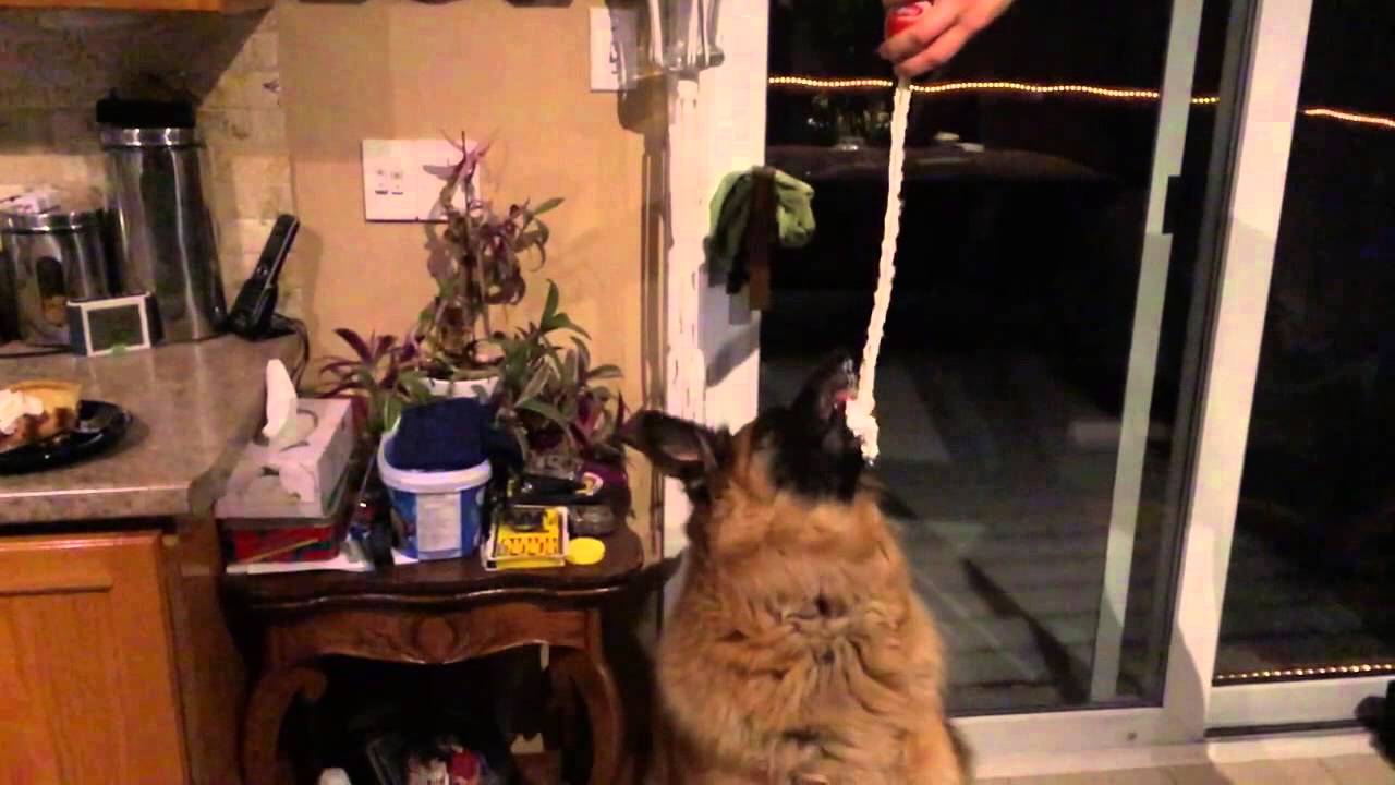 Dog + WhipCream = Fun - YouTube