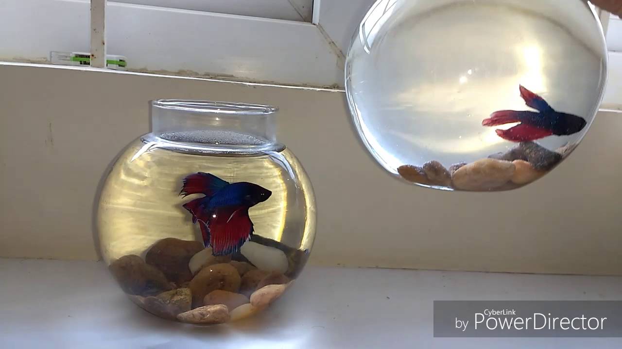 How to train your Betta fish 