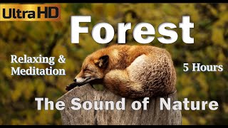 Deep Forest - 5 Hours - Sound of Nature - Relaxing Nature Ambiance - for Yoga and Meditation - HD