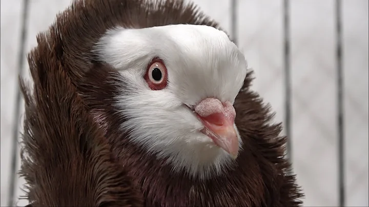 Sierduivenshow Noord-Nederland 2025, Sneek