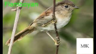 Masteran Dan Pancingan Flamboyan