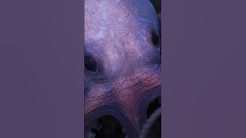 Say hello to the Dorado octopus 👋 A new species shows just how much more there is to learn abou