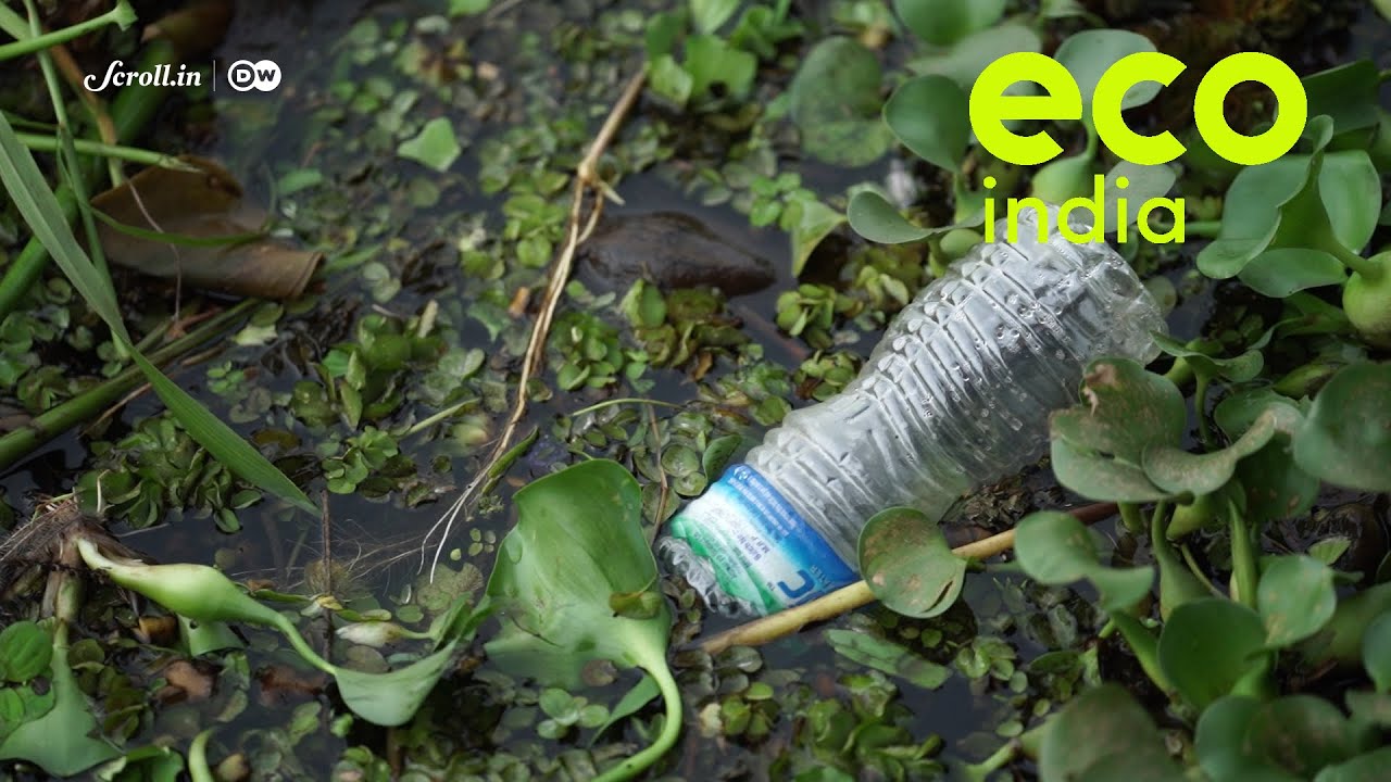 Eco India: Why it is essential to protect our wetland ecosystems from degrading