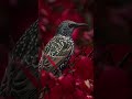 European Starling perching in beautiful fall colors | 4k UHD