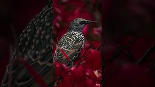 European Starling perching in beautiful fall colors | 4k UHD
