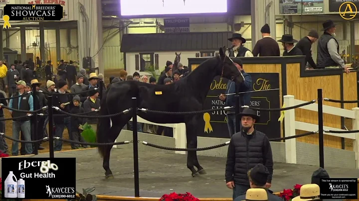 2025 National Breeders Showcase Auction - Day 2 | AuctionPro