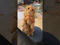マンチ立ちの仕草が可愛い…w #shorts