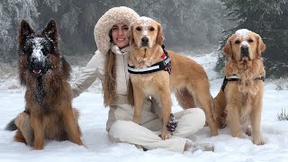 Adorable Dogs Have The Time of Their Lives Playing in The Snow