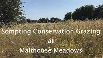 Conservation Grazing in Sompting