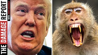 Angry Monkeys Ruin Trumps Trip
